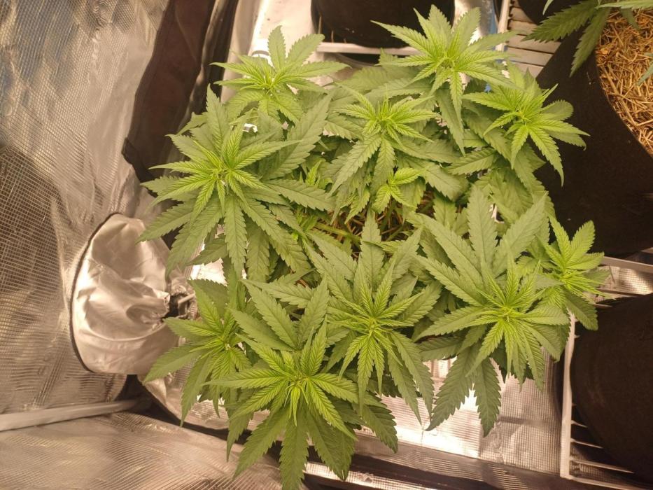 G.O.A.T. Mango by HappyPlant420. Week 5