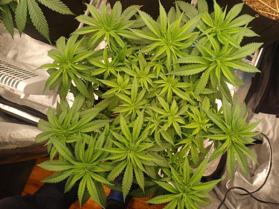 G.O.A.T. Mango by HappyPlant420. Week 6