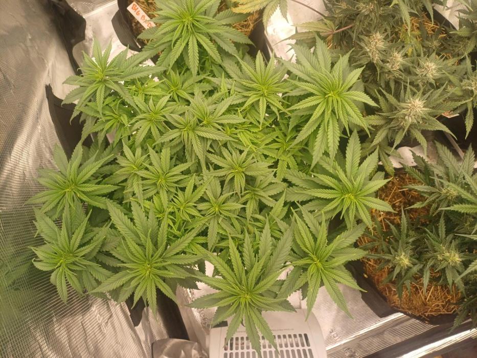 G.O.A.T. Mango by HappyPlant420. Week 7 - Flipped day 49!