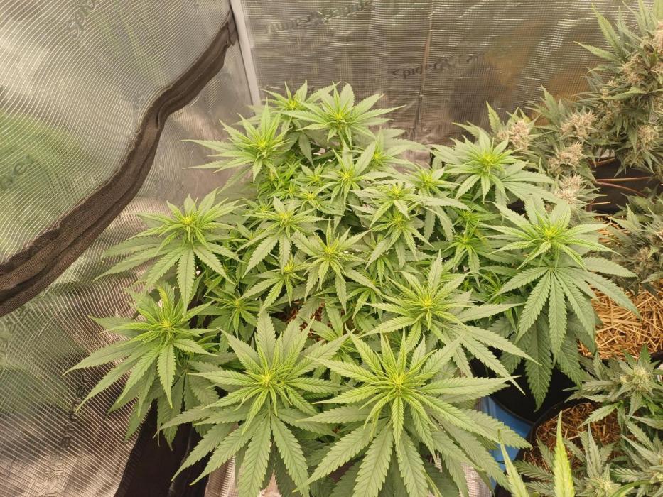 G.O.A.T. Mango by HappyPlant420. Week 8 - Smoothie sailing, stretch is on.
