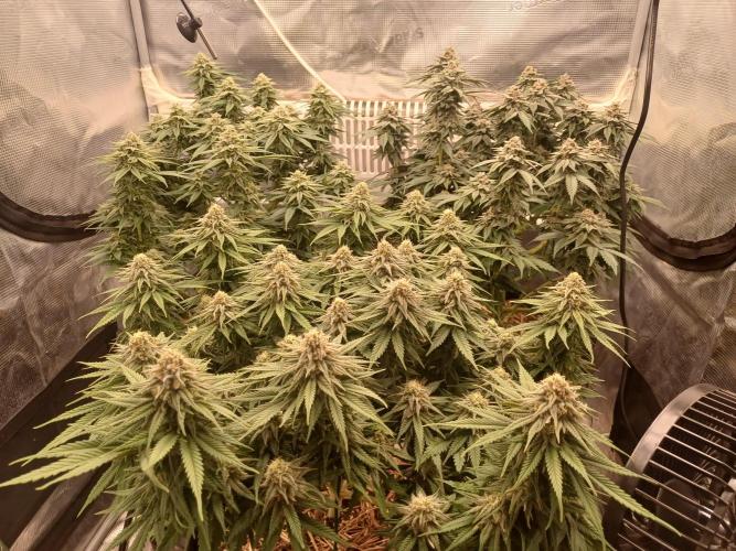 G.O.A.T. Mango by HappyPlant420. Week 12