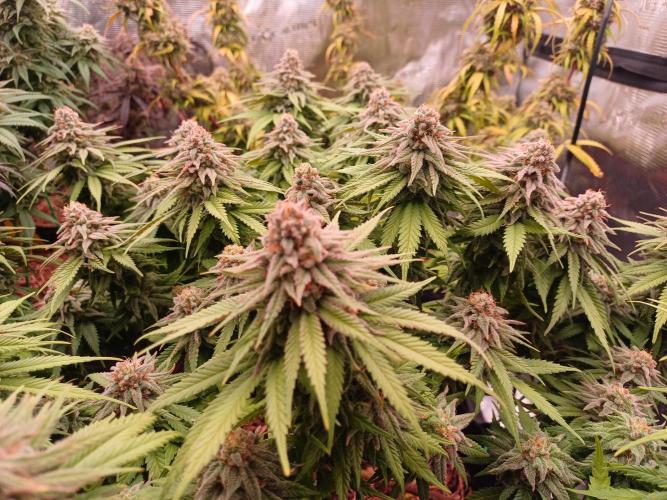 G.O.A.T. Mango by HappyPlant420. Week 13