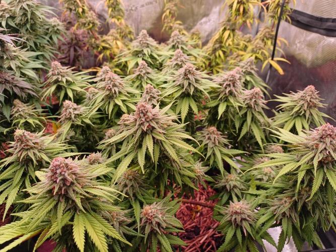 G.O.A.T. Mango by HappyPlant420. Week 13