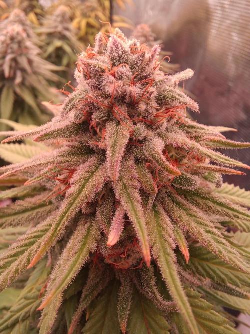 G.O.A.T. Mango by HappyPlant420. Week 13