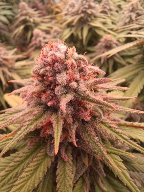 G.O.A.T. Mango by HappyPlant420. Week 13