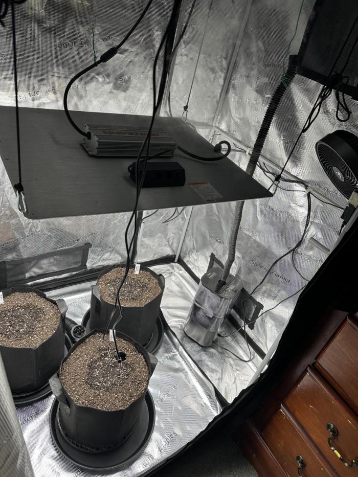 Mr Grow Goon. Week 0