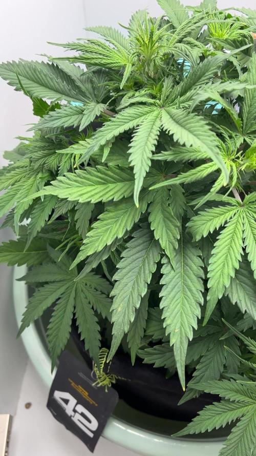 Fast Buds - Orange president / Inseedious - HIghribo auto