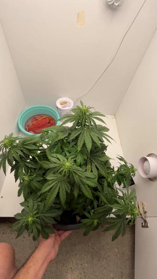 Fast Buds - Orange president / Inseedious - HIghribo auto