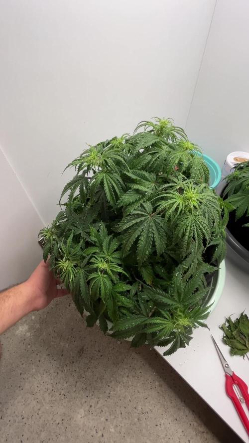 Fast Buds - Orange president / Inseedious - HIghribo auto