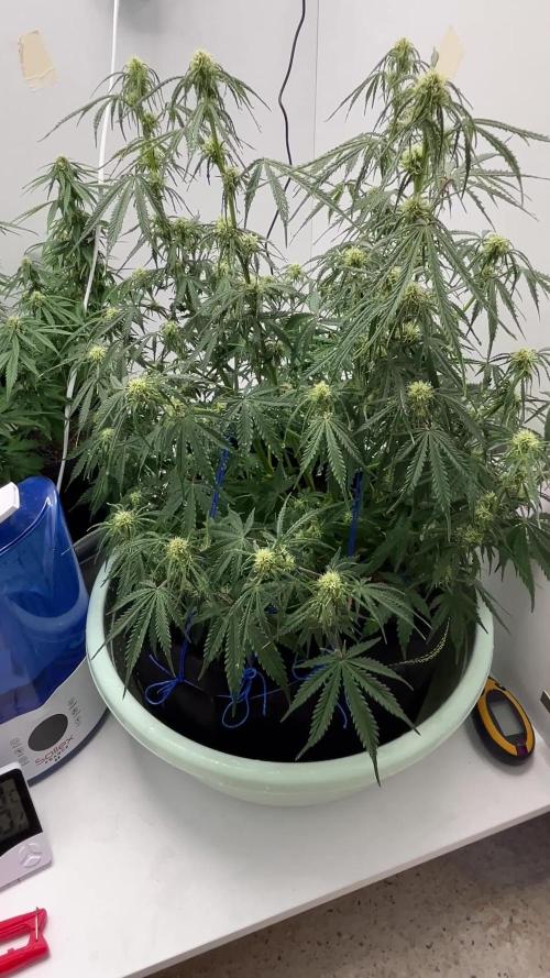 Fast Buds - Orange president / Inseedious - HIghribo auto
