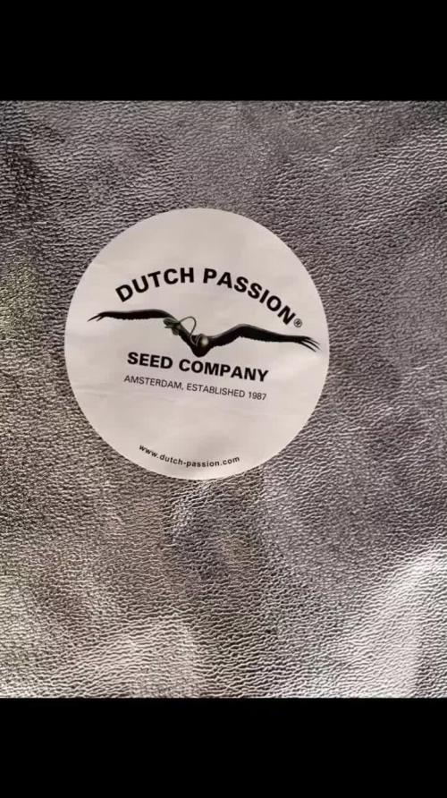Dutch Passion Growing Competition 2025 with Xpert Nutrients