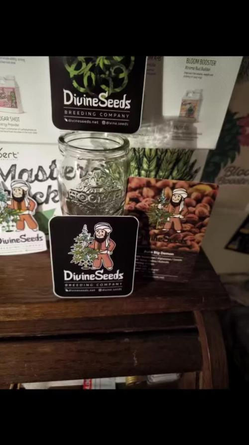 Divine Seeds Competition 2025