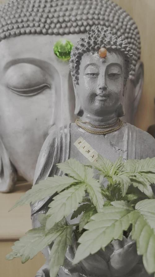 ZAMNESIA BUDDA! PROJEKT !