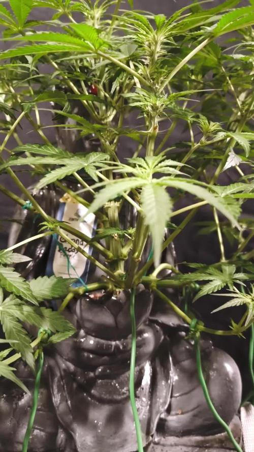 ZAMNESIA BUDDA! PROJEKT !