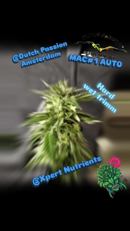 Dutch Passion Growing Competition 2025 with Xpert Nutrients