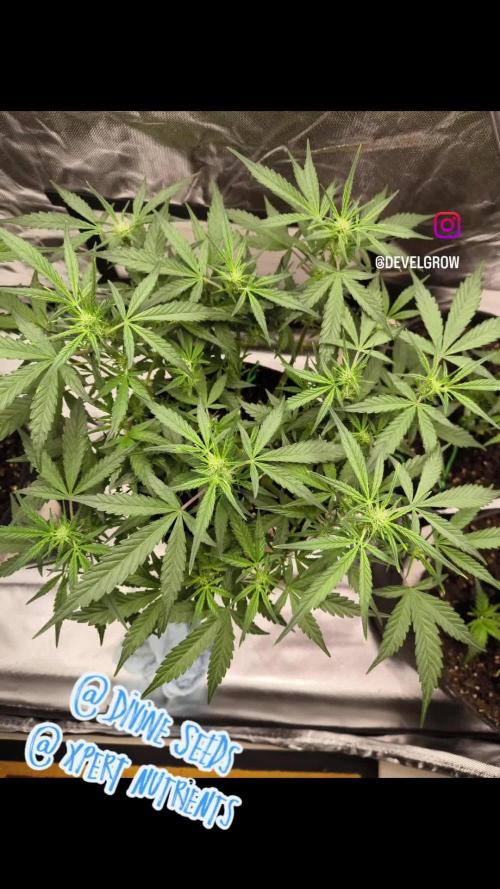 Divine Seeds Competition 2025