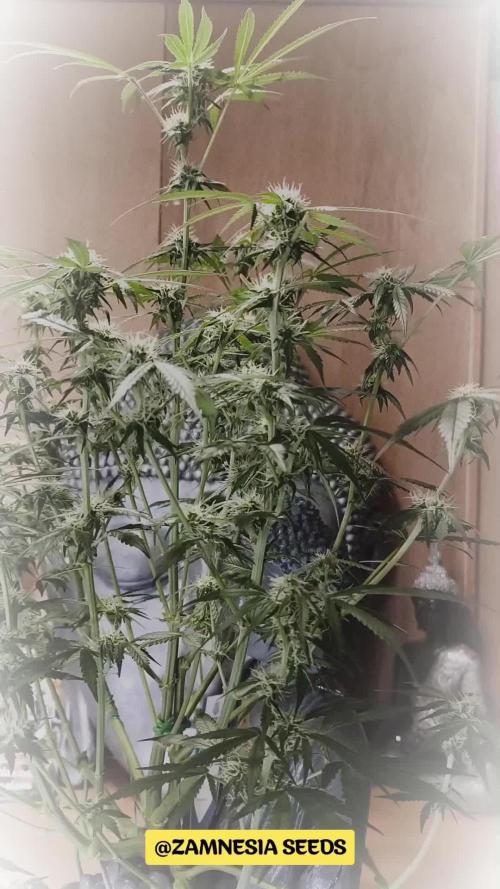 ZAMNESIA BUDDA! PROJEKT !