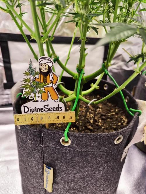 Divine Seeds Competition 2025