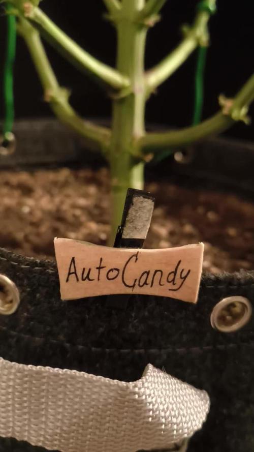 Divine Seeds Auto Candy
