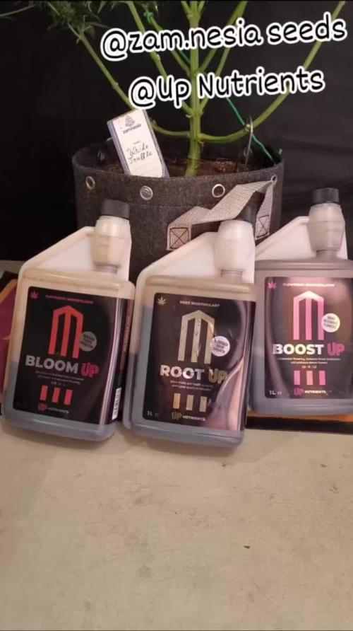 White Truffle Grow Up