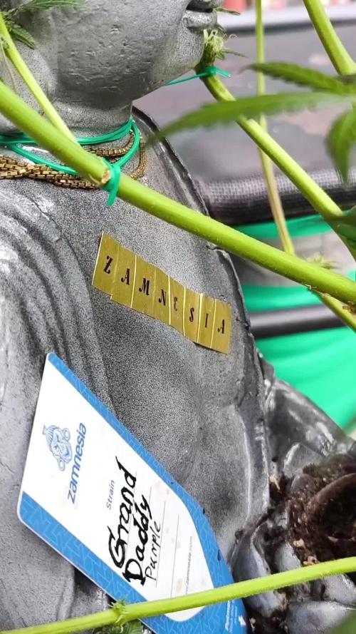 ZAMNESIA BUDDA! PROJEKT !