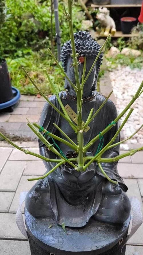 ZAMNESIA BUDDA! PROJEKT !