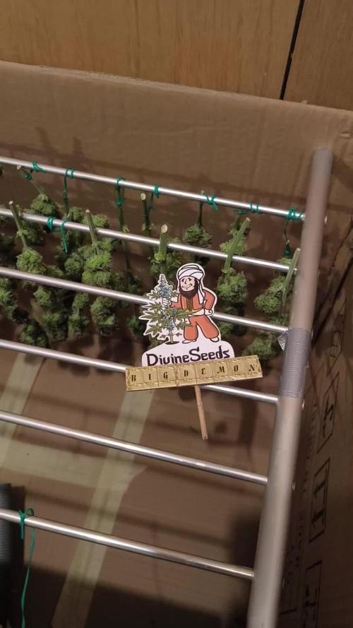 Divine Seeds Competition 2025