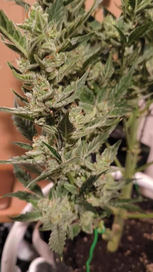 Divine Seeds Auto Candy