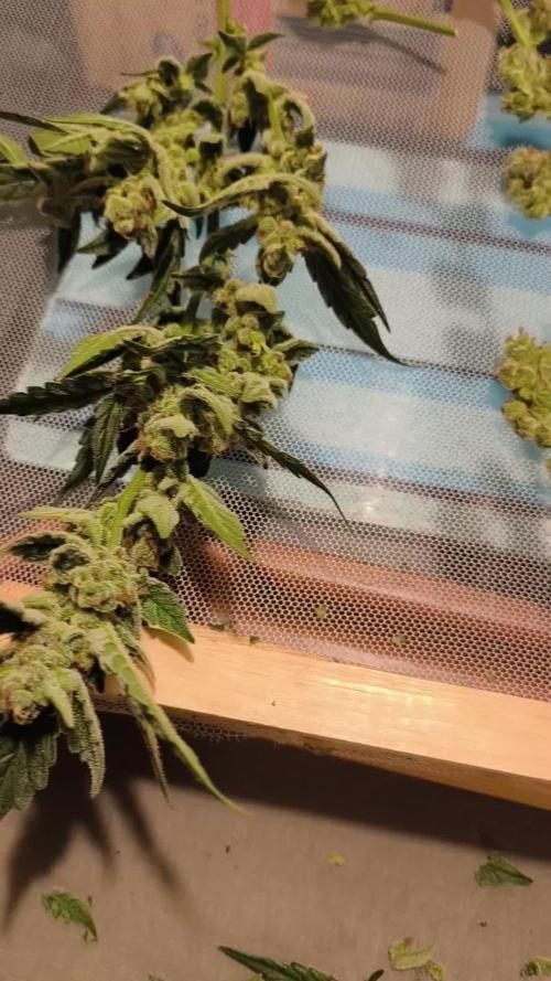 Divine Seeds Auto Candy