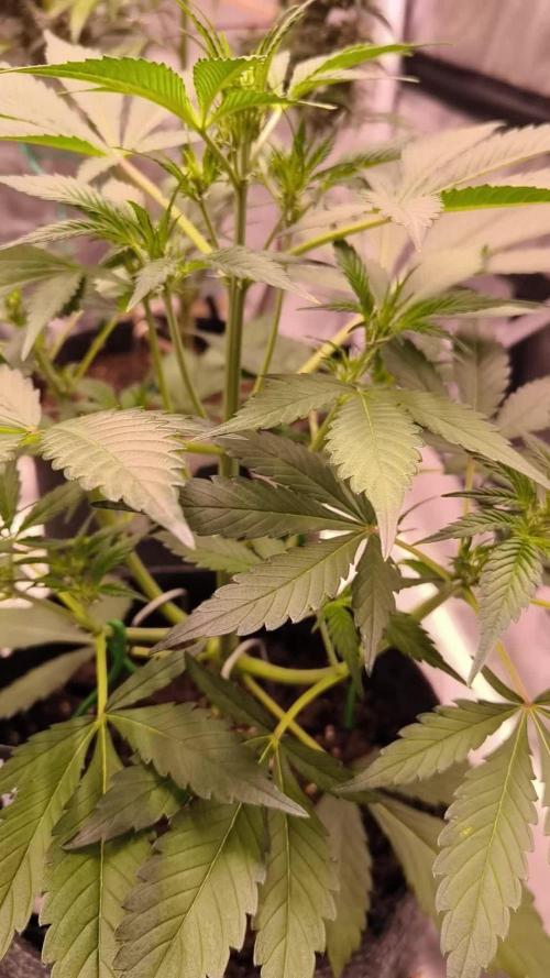 Fast Buds Frost Banger