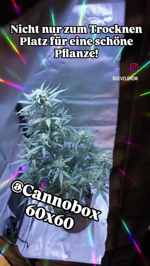 Bubba Kush