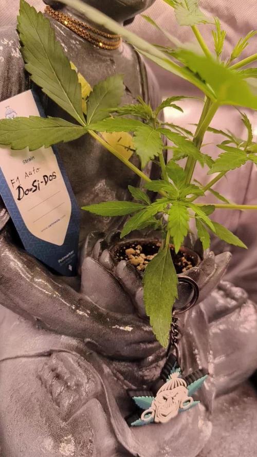 Shivas Do-Si-Dos F1 Hybrid Auto