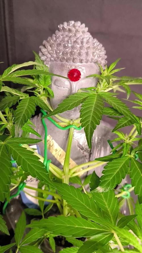 Shivas Do-Si-Dos F1 Hybrid Auto