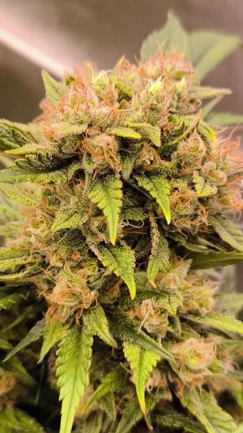 Fast Buds Frost Banger