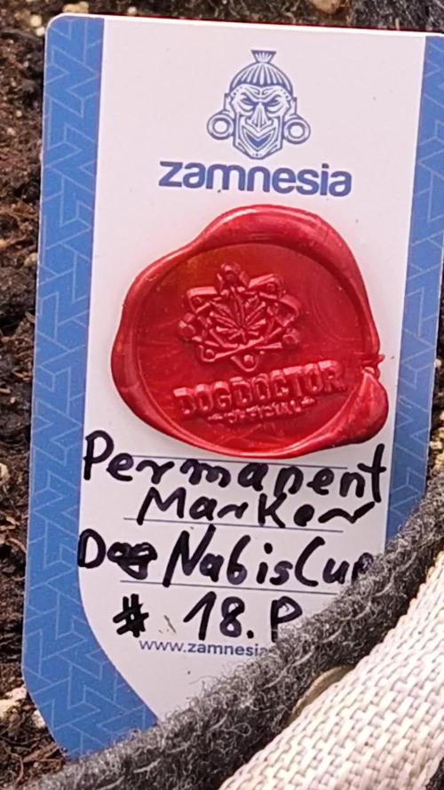 DOGNABISCUP #18 .P