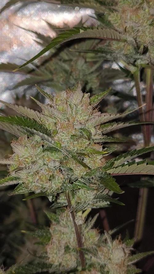 Fast Buds Frost Banger