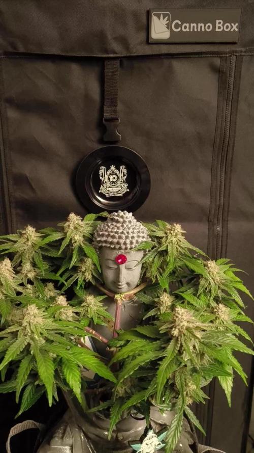 Shivas Do-Si-Dos F1 Hybrid Auto