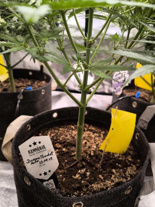 Dream Sherbet Auto. Week 5