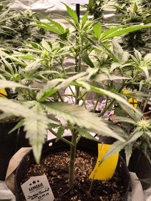 Dream Sherbet Auto. Week 5