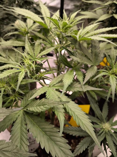 Dream Sherbet Auto. Week 5