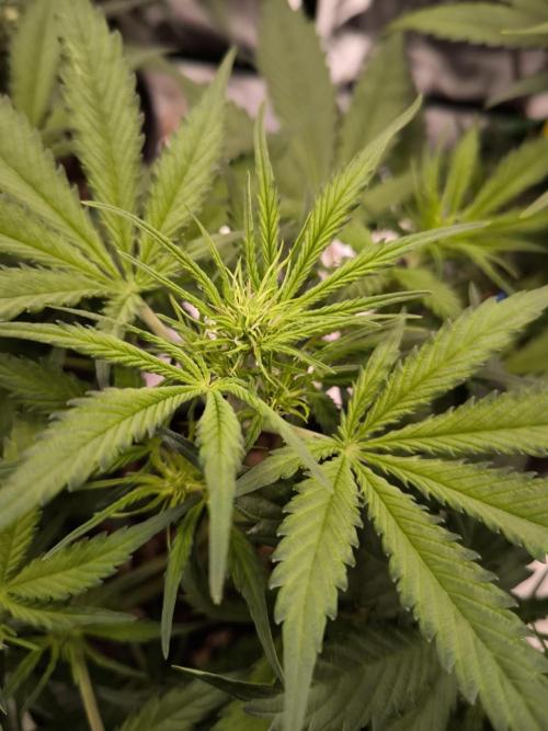 Dream Sherbet Auto. Week 5