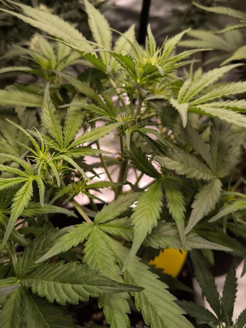 Dream Sherbet Auto. Week 5