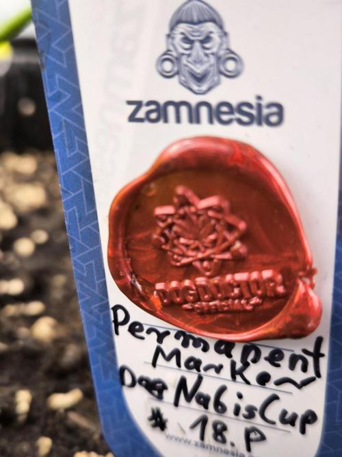 DOGNABISCUP #18 .P. Week 8