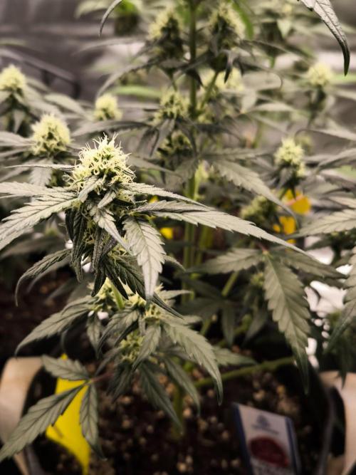 DOGNABISCUP #18 .P. Week 8