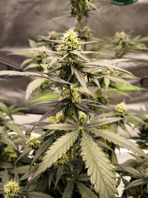 DOGNABISCUP #18 .P. Week 8