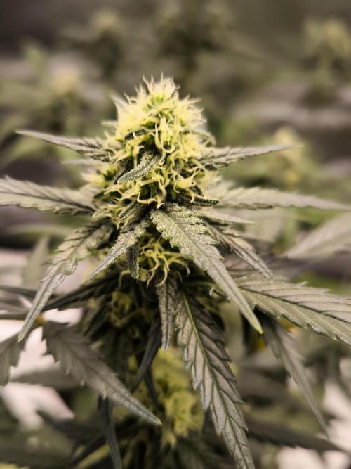 DOGNABISCUP #18 .P. Week 8