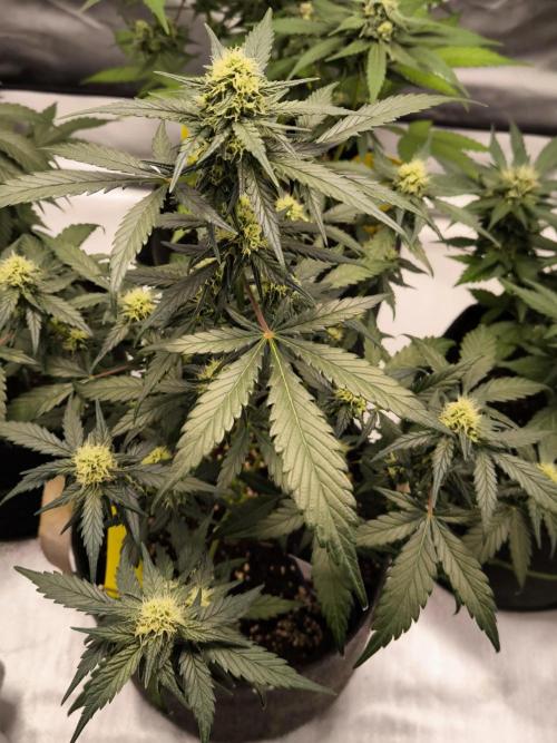 DOGNABISCUP #18 .P. Week 8