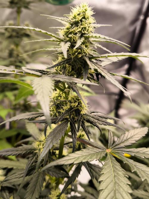 DOGNABISCUP #18 .P. Week 8