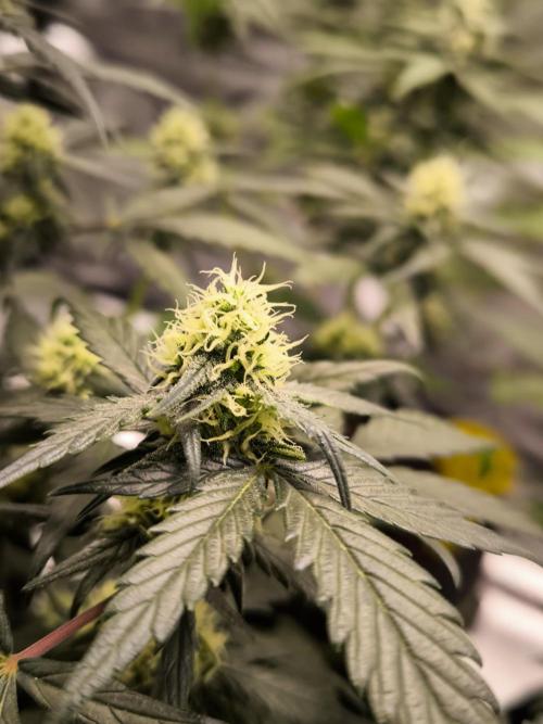 DOGNABISCUP #18 .P. Week 8