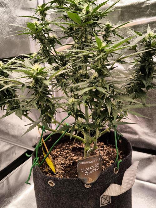 DognabisCup #18 .A. Week 8